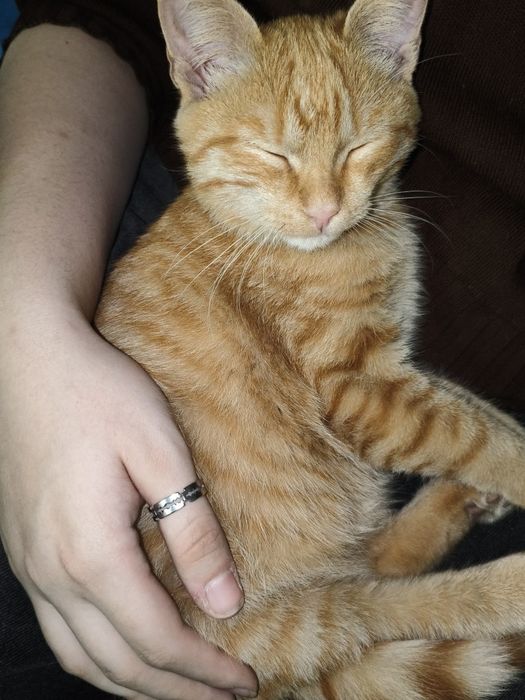 Котенок рыжий мальчик
