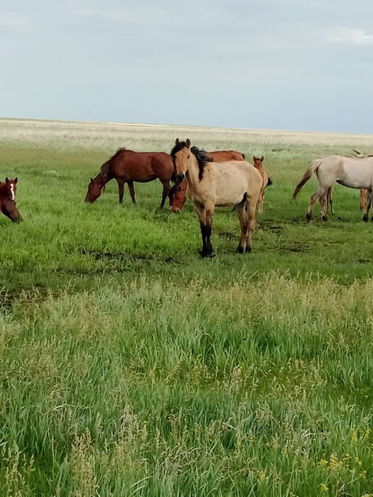 Биелер жас биелер