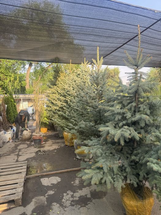 Голубые Ели, Туи Смарагд