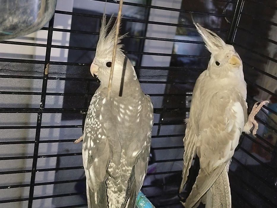 Кореллы безщекие