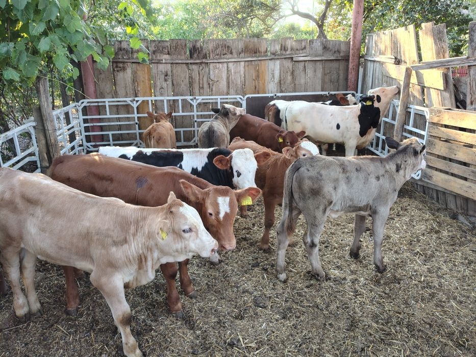 Viței media 150 kg (lot 10)