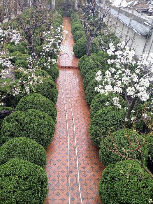 Продаются кустарники Самщит (шамшот, шамшод)разных размеров