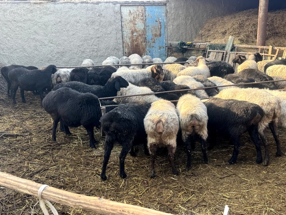 bug'oz quylar sotiladi