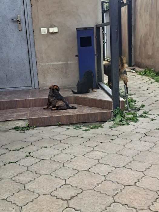 Отдам щенков в хорошие руки
