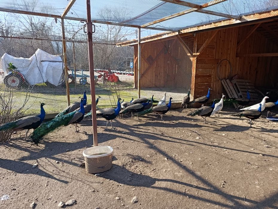 Индийски пауни- работещи чивтове