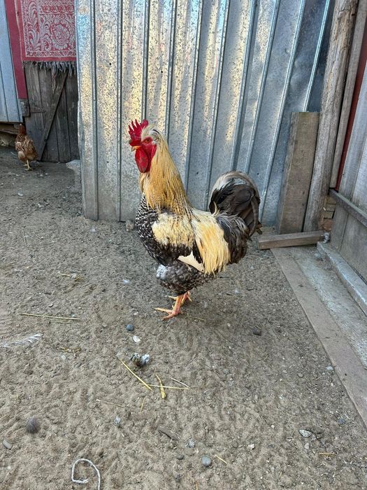 Vand rațe si rățoi