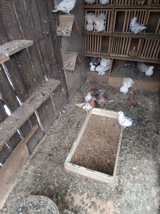 Voiajori  Meulemans de vânzare