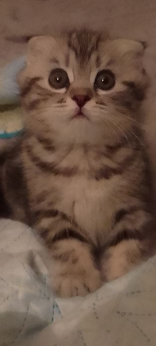 Шотландские котята продажа