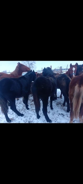 Продам жеребчеков