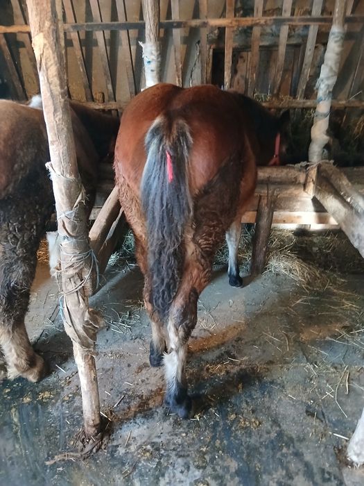 Vand 2 manze de 6 si 7 luni