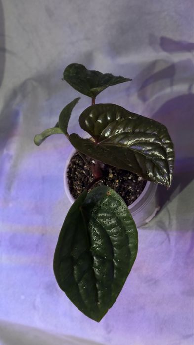 Продам адаптированые растения