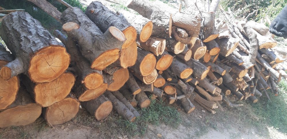 O'rik o'tinlar quruq 30,35 sm yorilgan dastafka bor labo