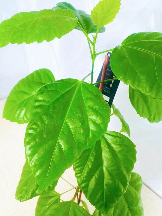 Продам комнатные цветы