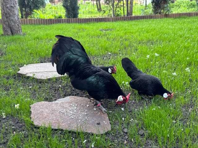 Sebright Chamois si Bantam negru oua pentru incubat