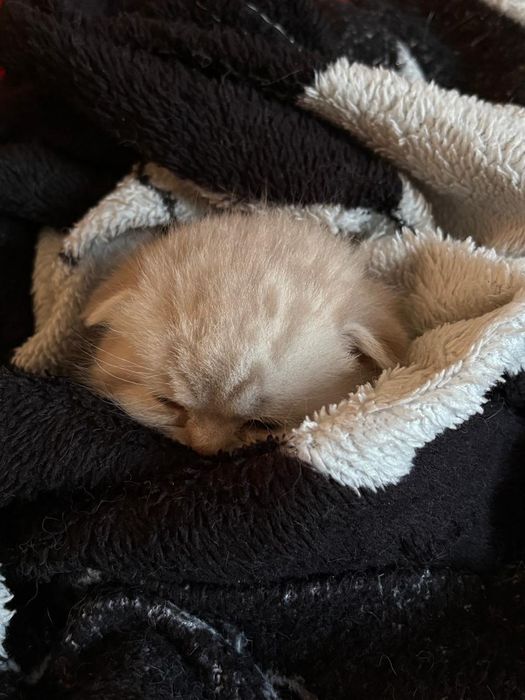 котенок веслоухий шотландец