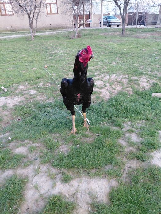 Дакан бойцовский