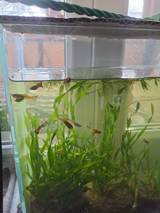 Красивые аквариумные рыбки.