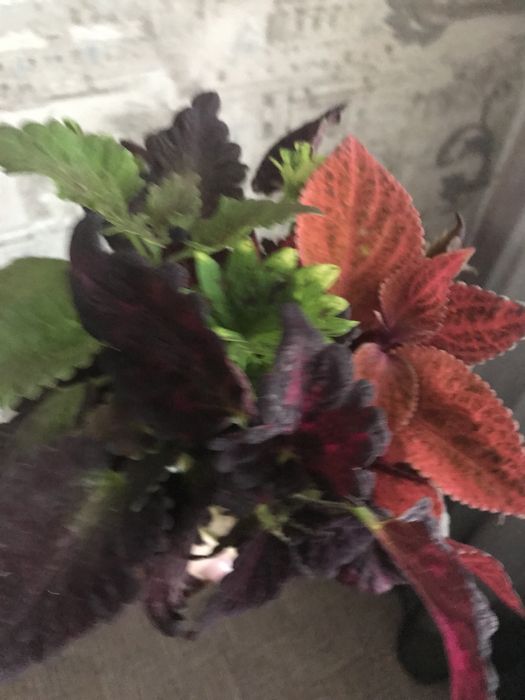 Продам укоренённые колеусы