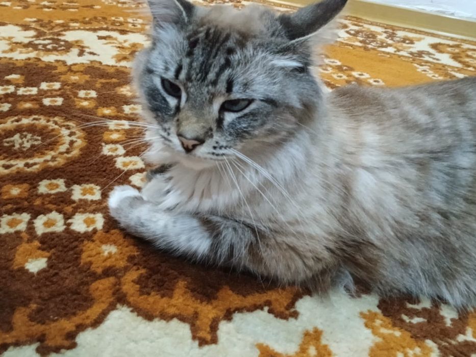 Пушистый, породистый кот