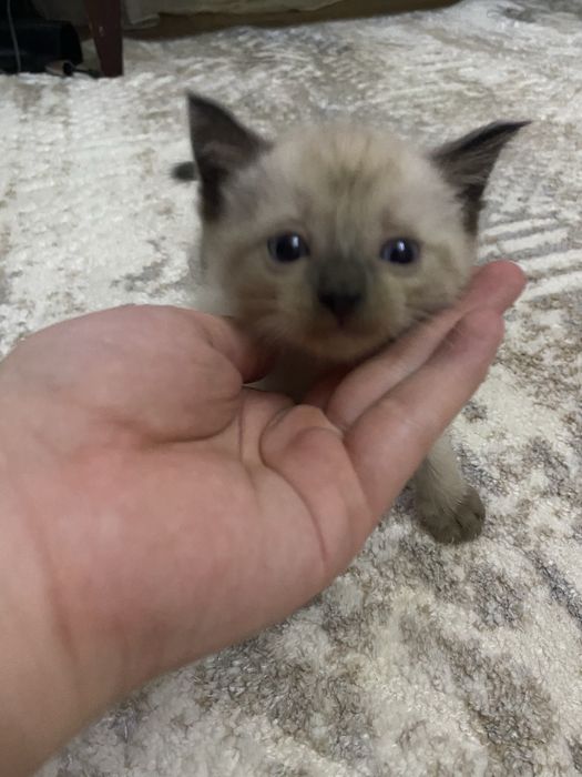 Котята бесплатно