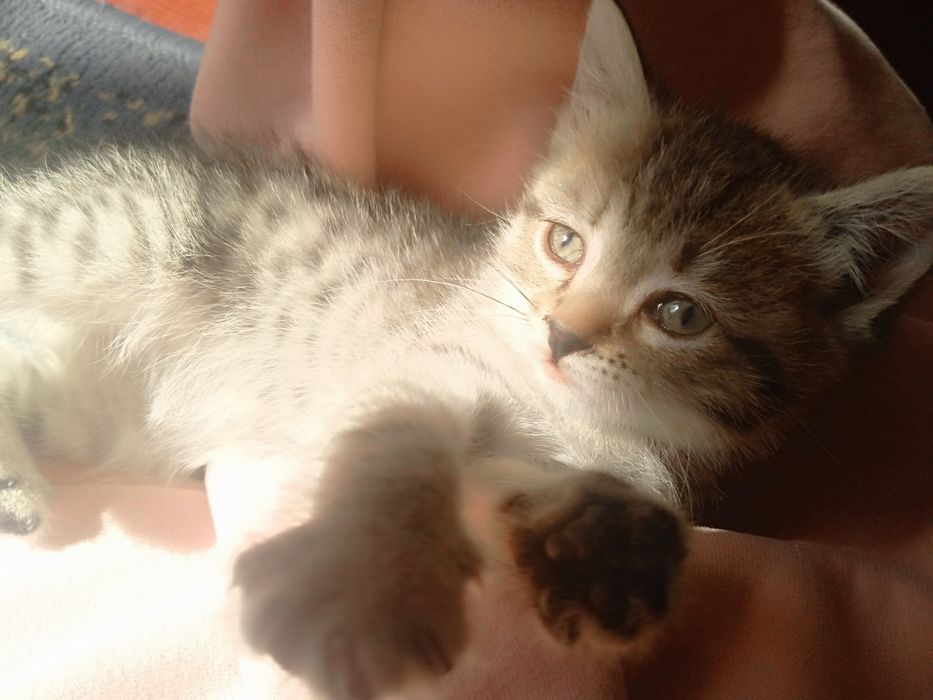 Отдам игривого котёнка
