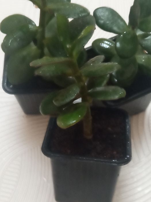 Продам комнатные цветы для лечения