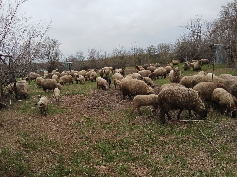 Oi fătate și grstante