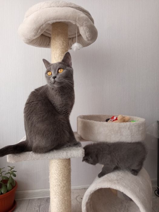 Късокосмести британчета