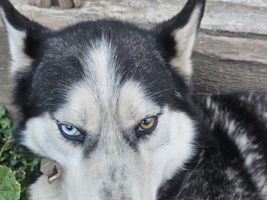 2  Husky Siberian adulți, sănătoși și jucăuși