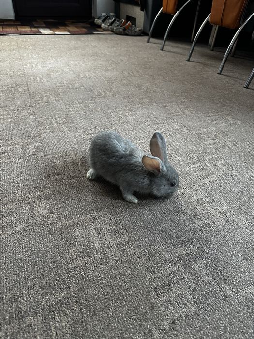 Iepuri de rasă pură californiană