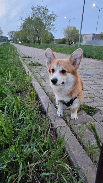 Весёлая девченка ищет жениха