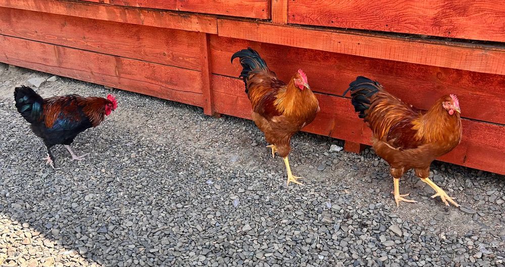 Cocoși New Hampshire și Marans