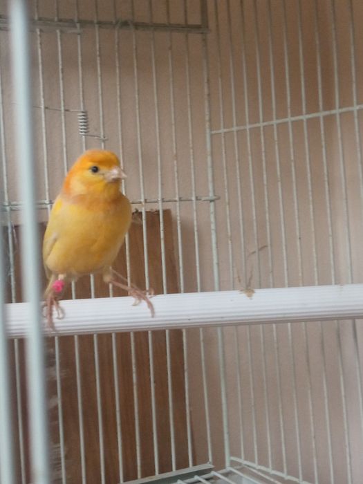 Продаётся канарейка