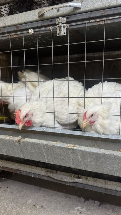 Цыплята адлер серебристый, черная московская, карликовые,домаш,бройлер