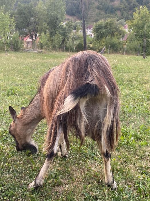 3 capre de vânzare. 2 sunt gestante, fată in septembrie
