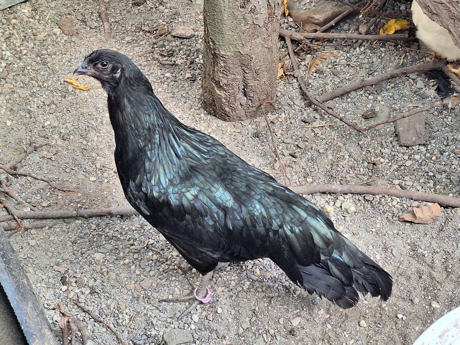 Familie Gaini Sumatra