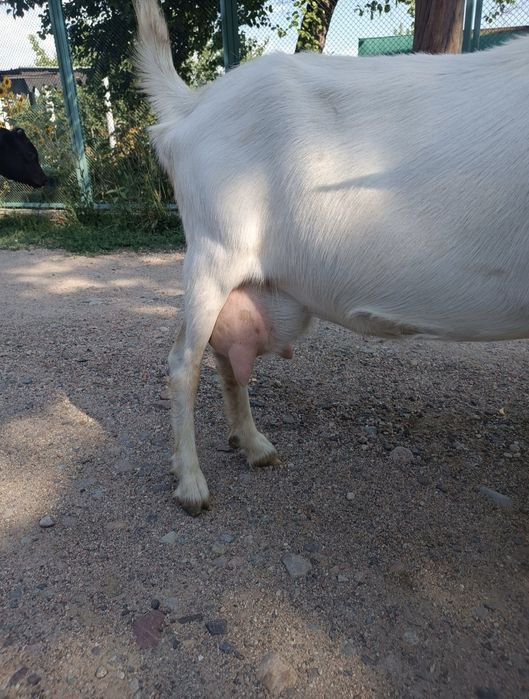 Заненский ешкі лағымен