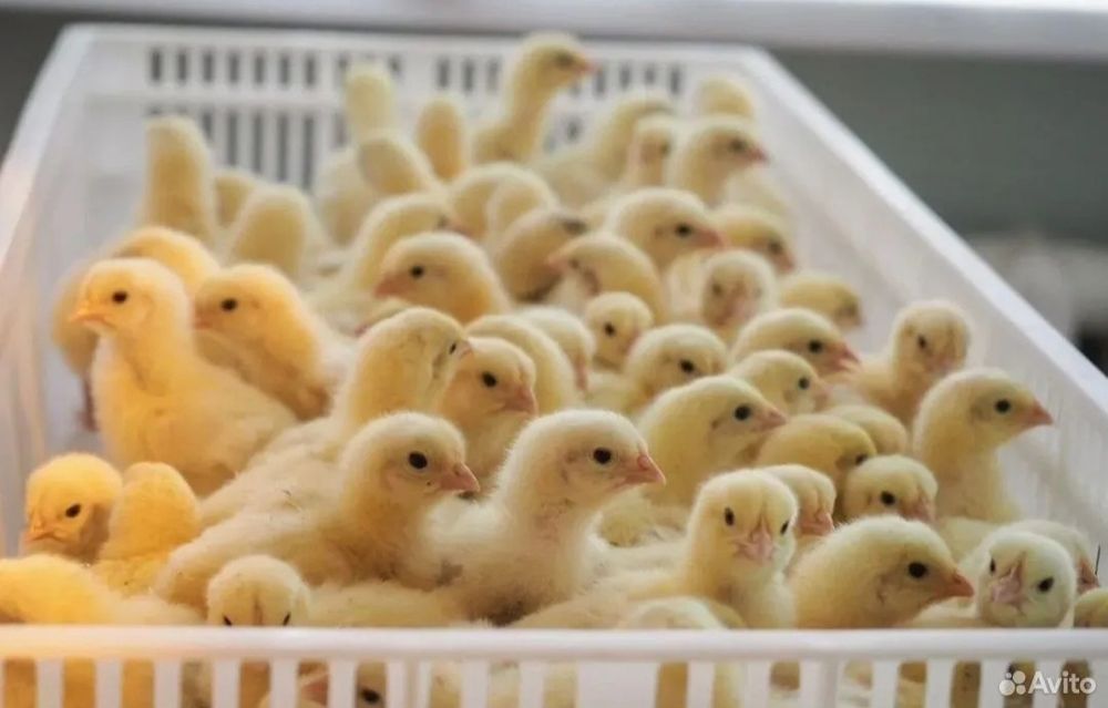 Хай-лайн Сертухум Макён жужалари. Цыплята Курочки несушки.