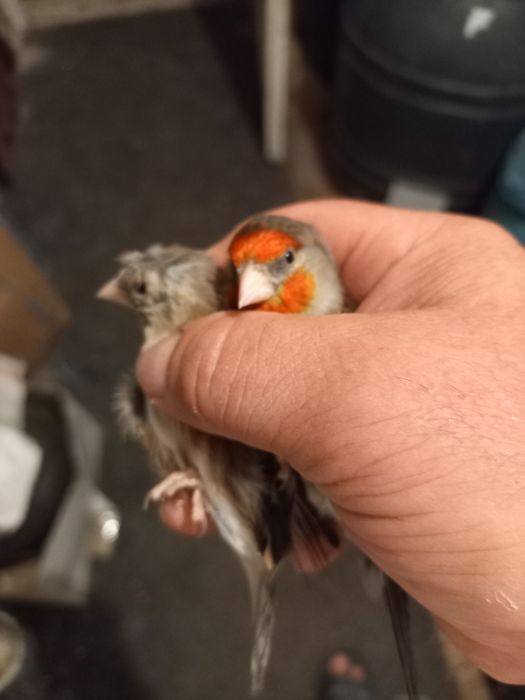 Canari și hibrizi , colivii cadou