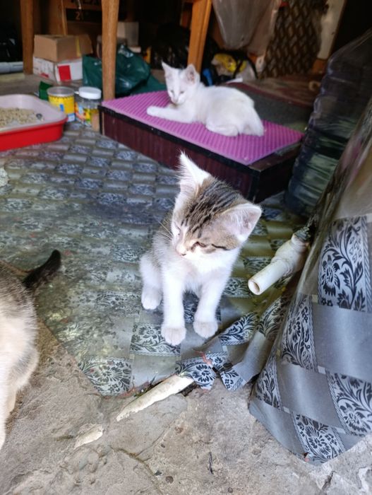 Котята домашние 4 штуки