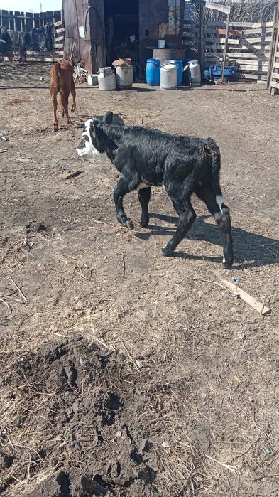 Продам телят, бычок и тёлочка