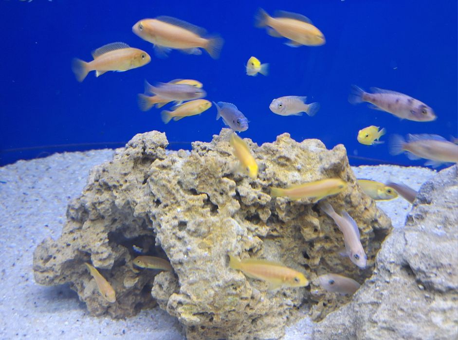 Африкански цихлиди