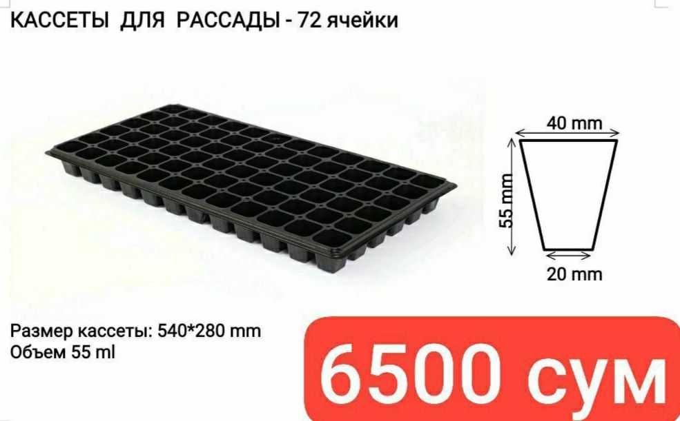 Корейский Қулупнай кўчатлари, Рассада Корейской клубники (72)