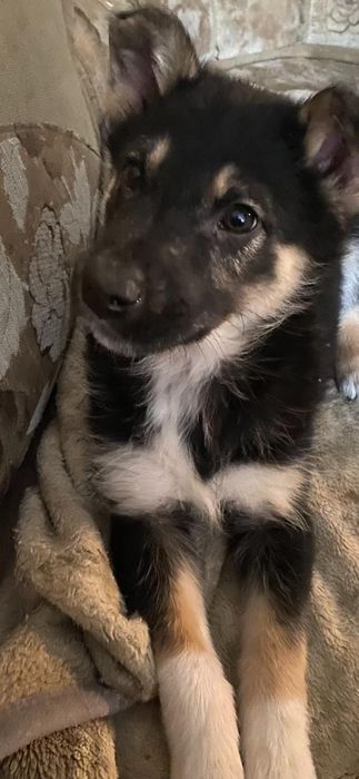 Ищем дом для малыша