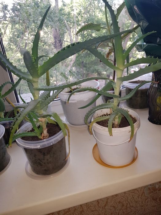 Продам алоэ, каланхоэ.