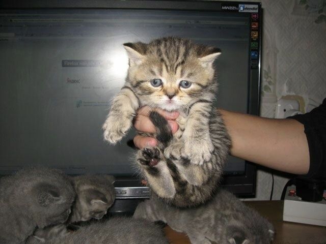 Британские котята