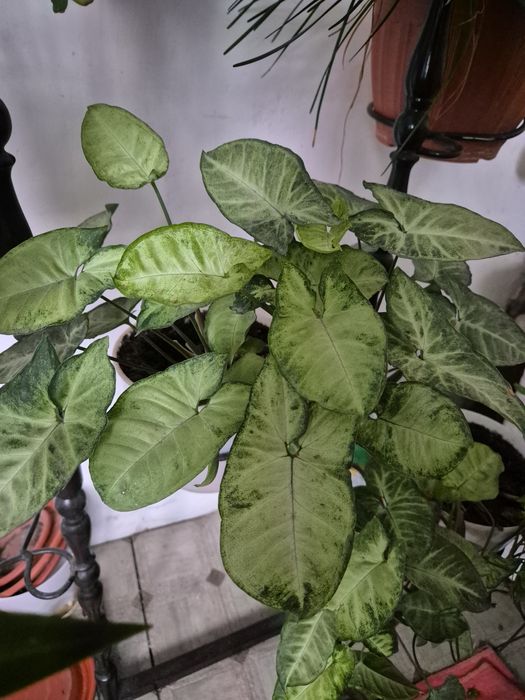 Продам комнатные растения