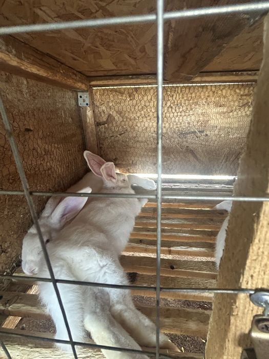 Зайци за месо и разплод