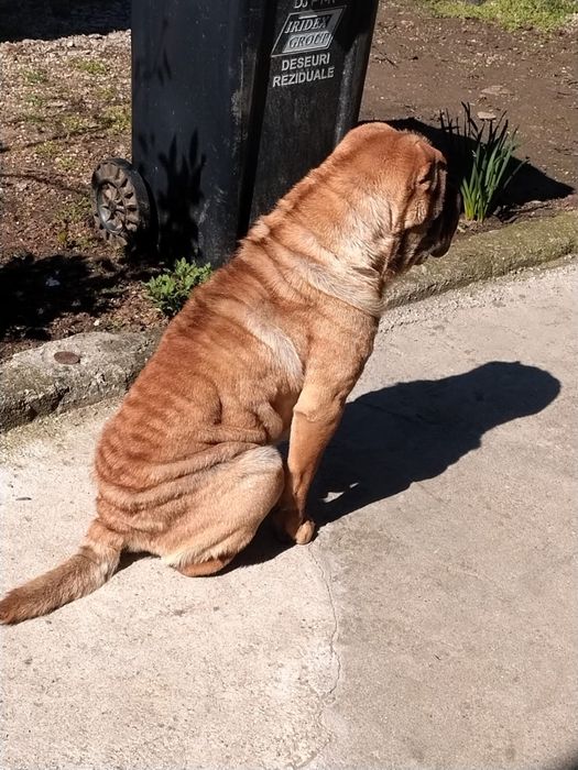Femela Shar Pei 2 ani