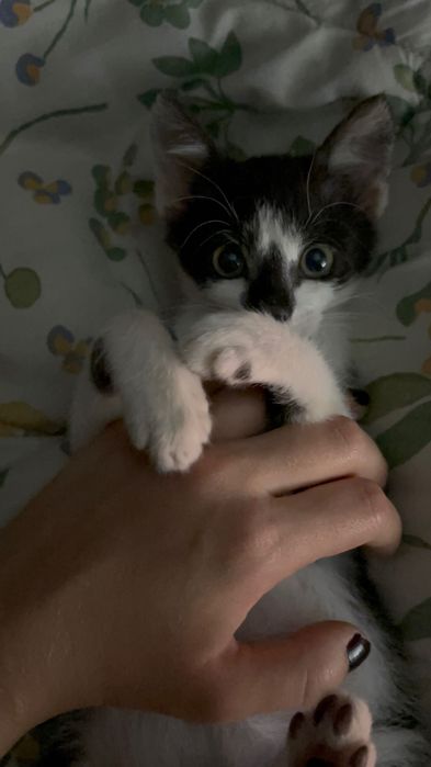 Dau spre adopție o pisicuță